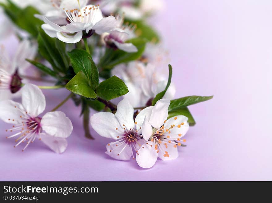 Spring branch cherry with blossoms. Spring branch cherry with blossoms