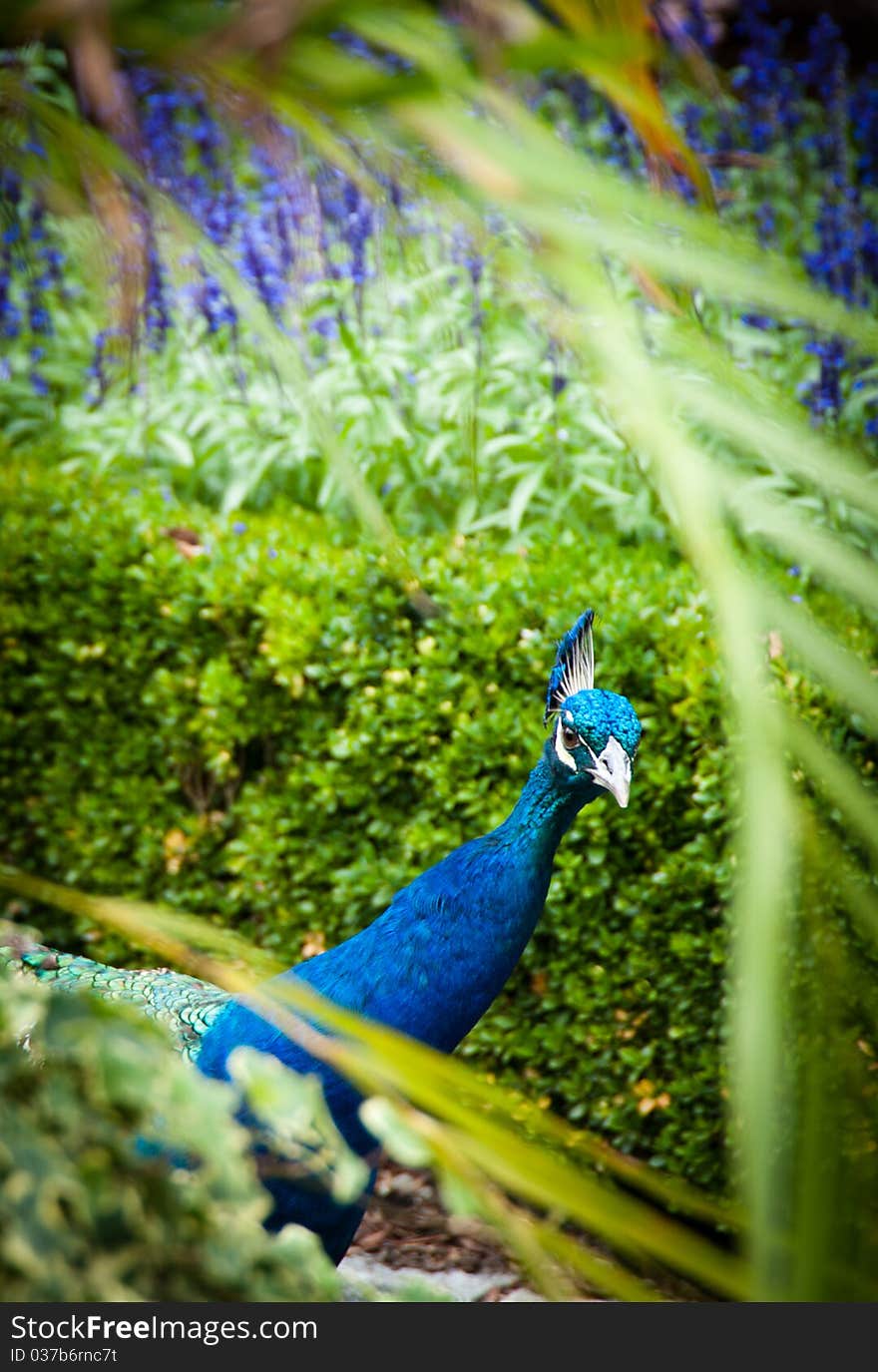 Peacock peeking between garden greens and flowers