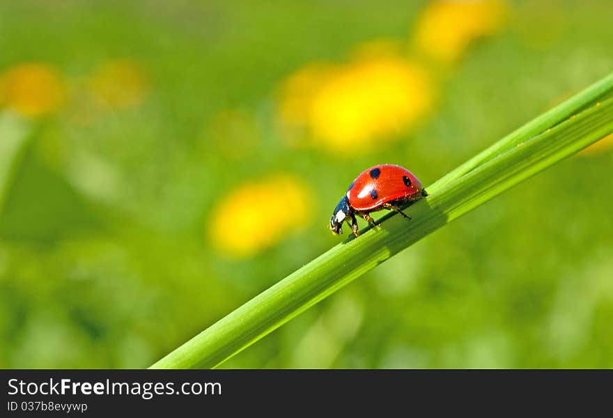 High resolution photo of small red ladybug on green grass