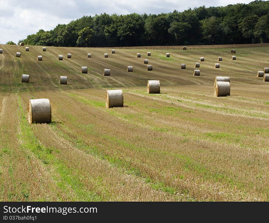 Straw ales on a field