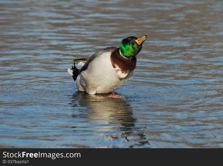 Duck is shaking his head