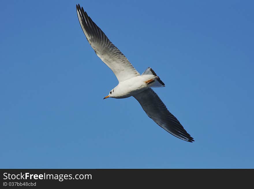 White gull is flying in the air