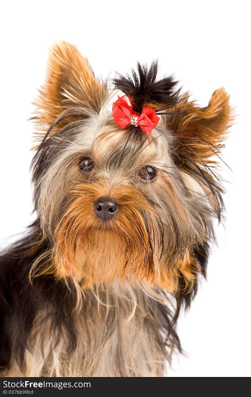 Yorkshire Terrier - Dog