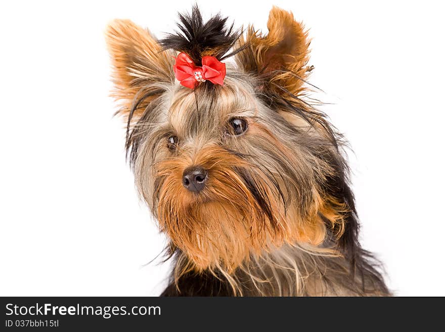 Yorkshire Terrier - Dog