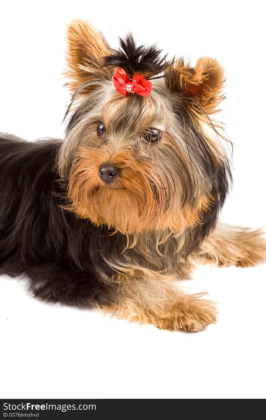 Yorkshire Terrier - Dog