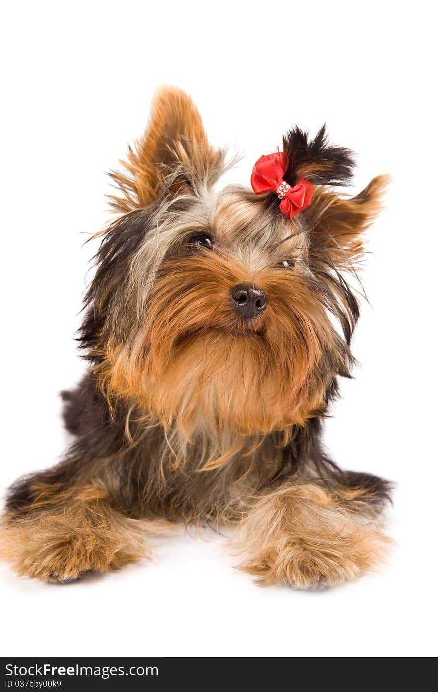 Yorkshire Terrier - Dog