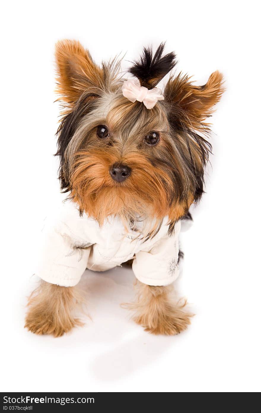 Photo of young adorable yorkshire terrier with white jacket. Photo of young adorable yorkshire terrier with white jacket