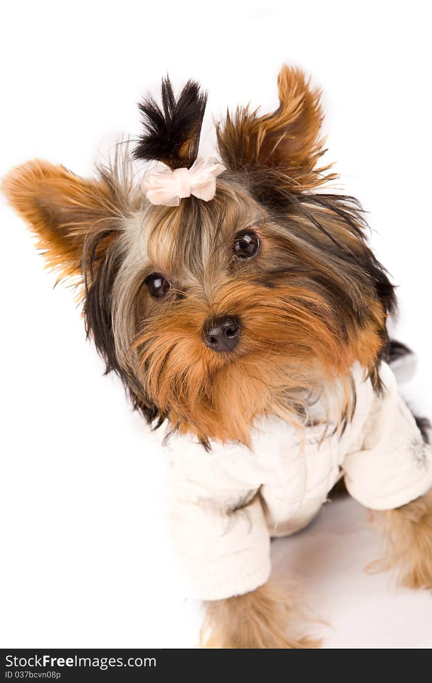 Yorkshire Terrier with white jacket - Dog