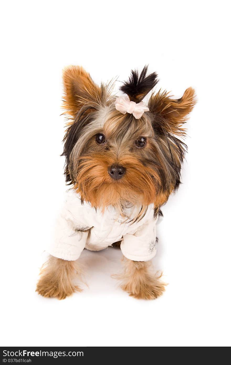 Photo of young adorable yorkshire terrier with white jacket. Photo of young adorable yorkshire terrier with white jacket