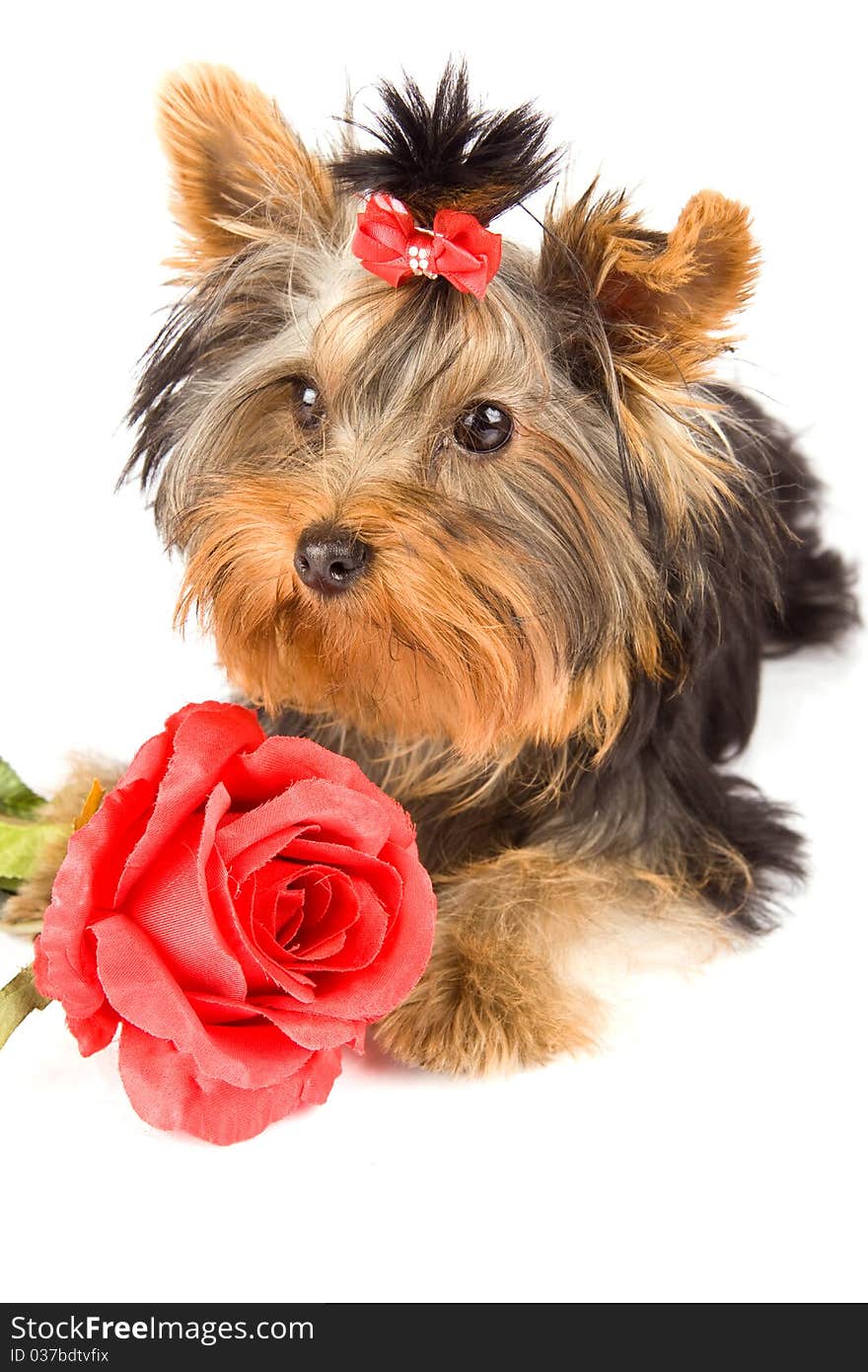 Photo of young adorable yorkshire terrier with rose. Photo of young adorable yorkshire terrier with rose