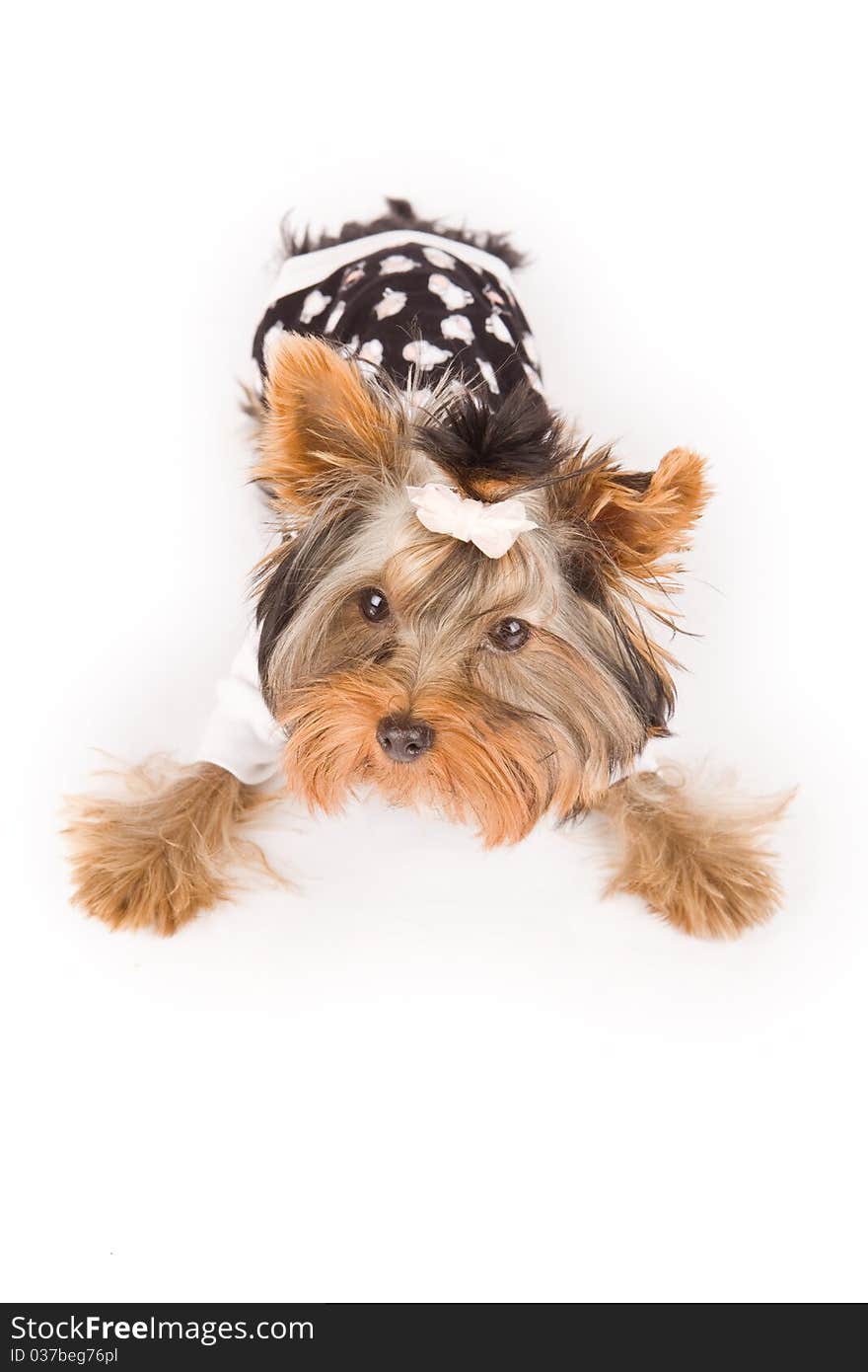 Photo of young adorable yorkshire terrier with pajamas