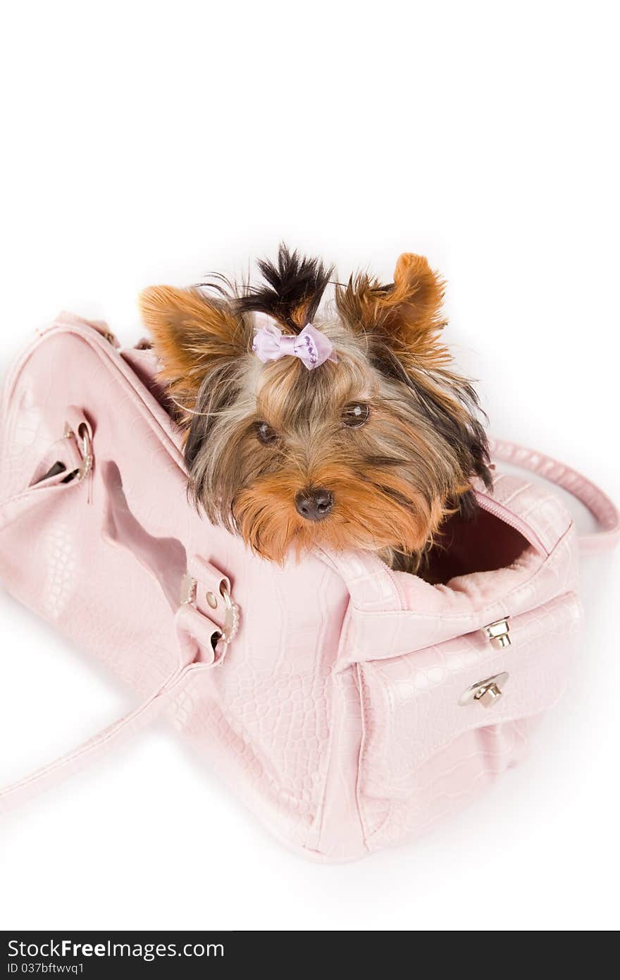 Photo of young adorable yorkshire terrier inside the bag