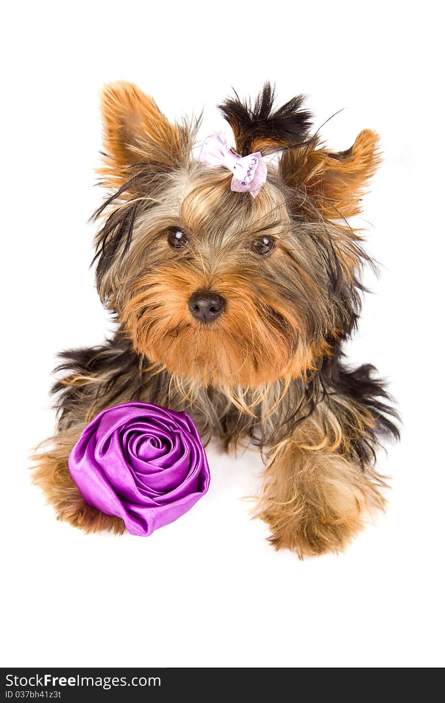 Photo of young adorable yorkshire terrier with rose. Photo of young adorable yorkshire terrier with rose