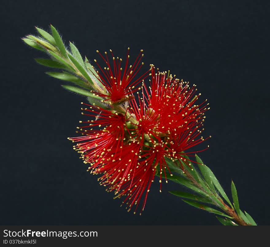 Bottlebrush Callistemon Red black background