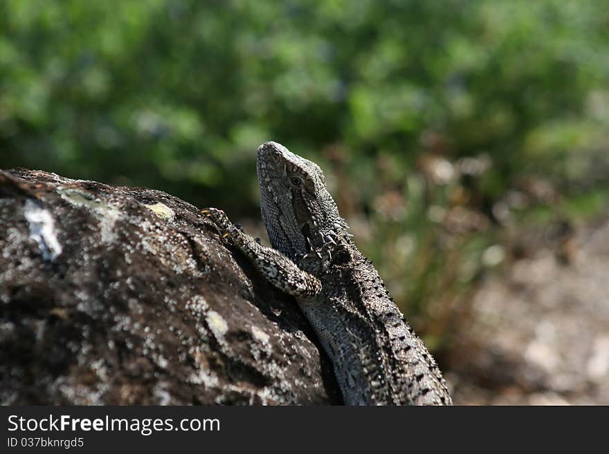 Water dragon Physignathus lesueurii on rock. Water dragon Physignathus lesueurii on rock