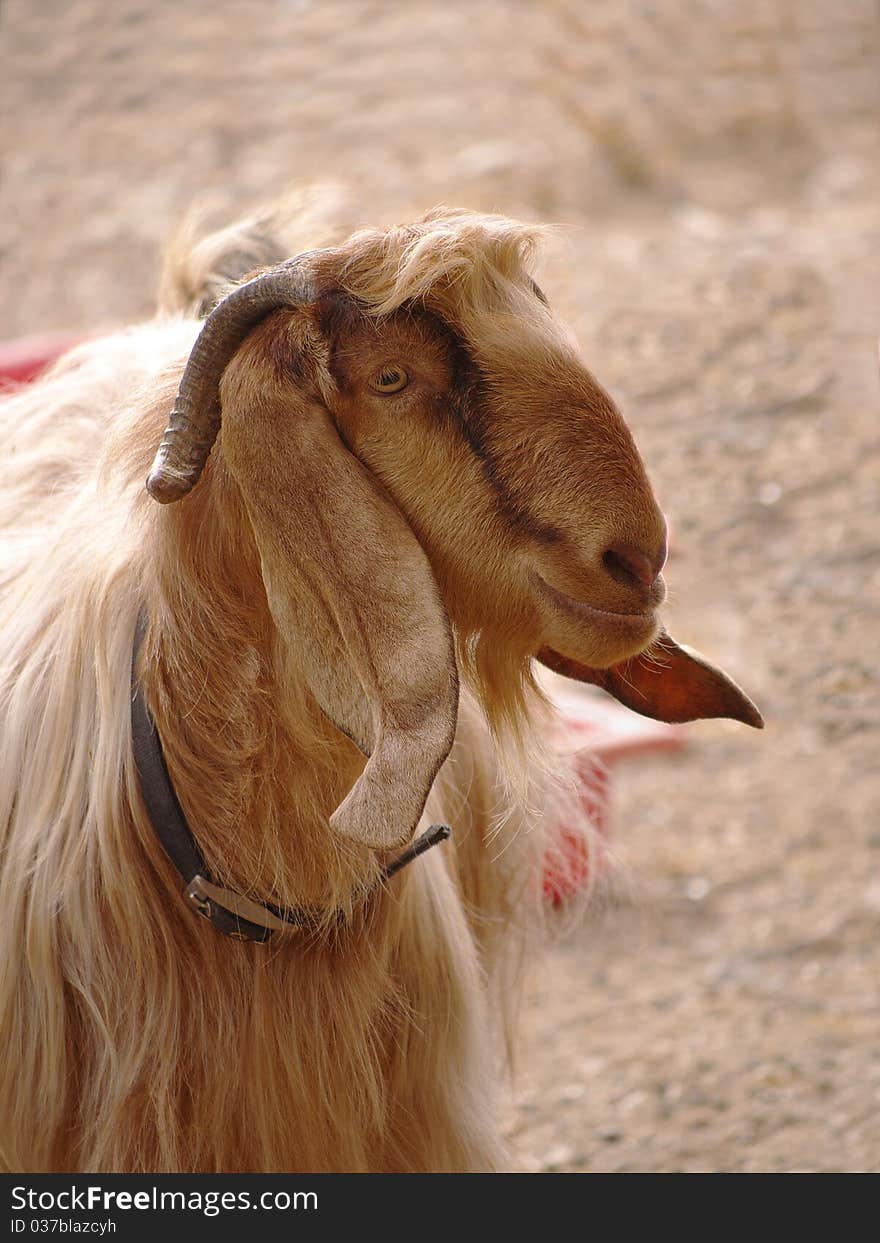 Head shot of a Male goat (buck). Head shot of a Male goat (buck).