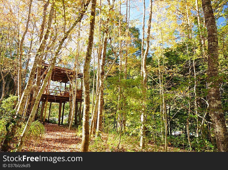 The bamboo hose in the forest