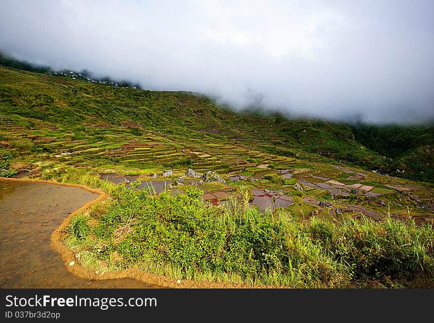 Rice Terraces