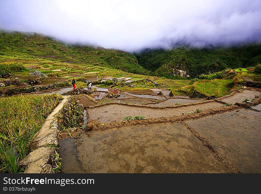 Hiking through the cold air swooping down on the rice terraces carved at the sides of the mountains.