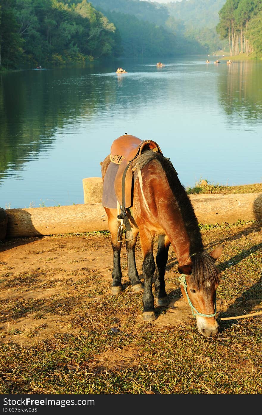 A beautiful horse is fed near the lake. A beautiful horse is fed near the lake