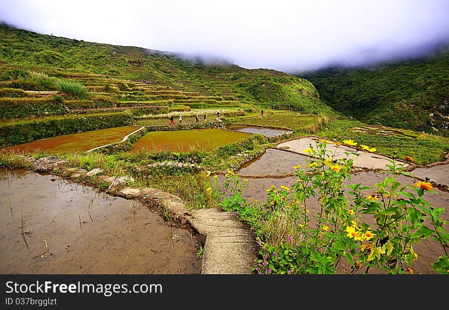 Hiking through the cold air swooping down on the rice terraces carved at the sides of the mountains.