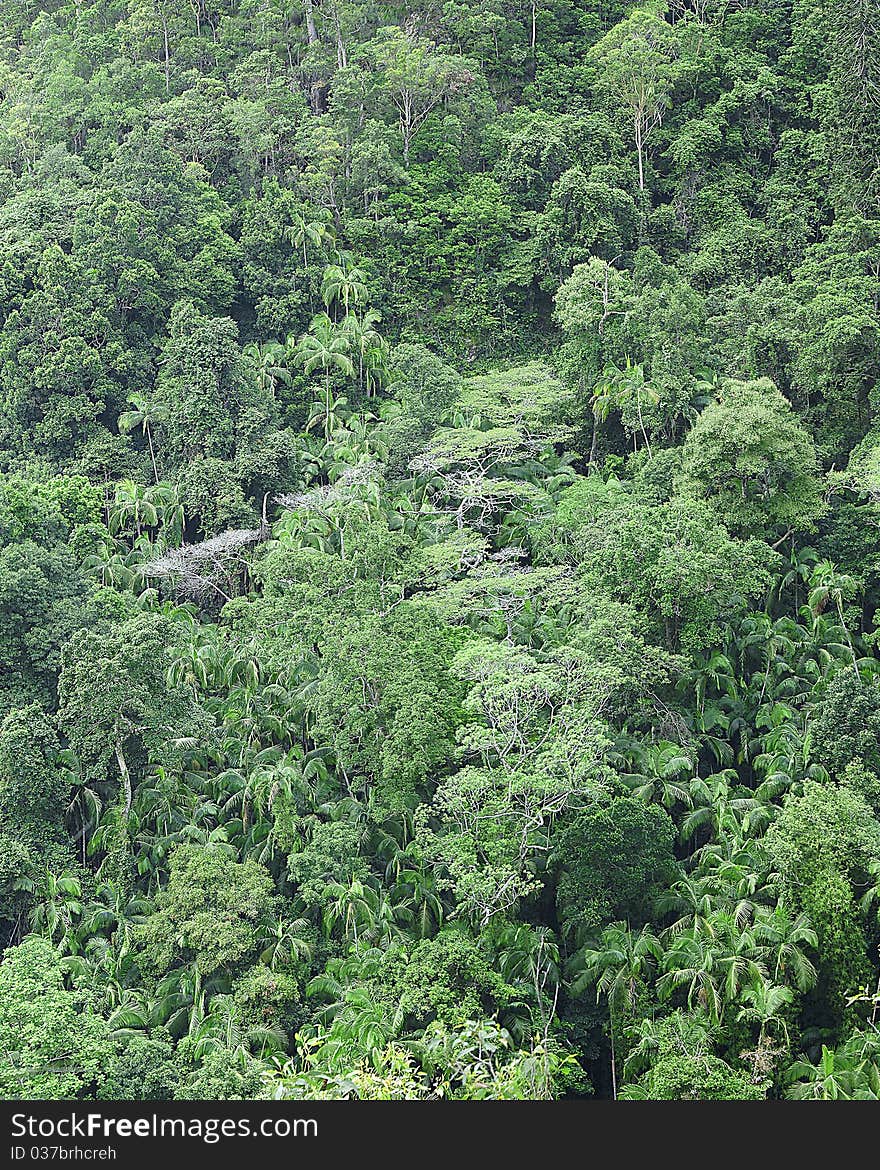 Aerial view of a dense rainforest in queensland australia. Aerial view of a dense rainforest in queensland australia