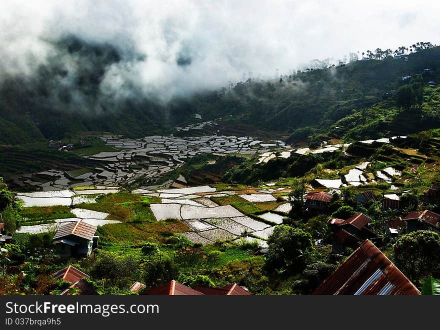 Rice Terraces