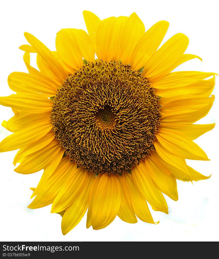 Closeup of a sunflower isolated over white. Closeup of a sunflower isolated over white