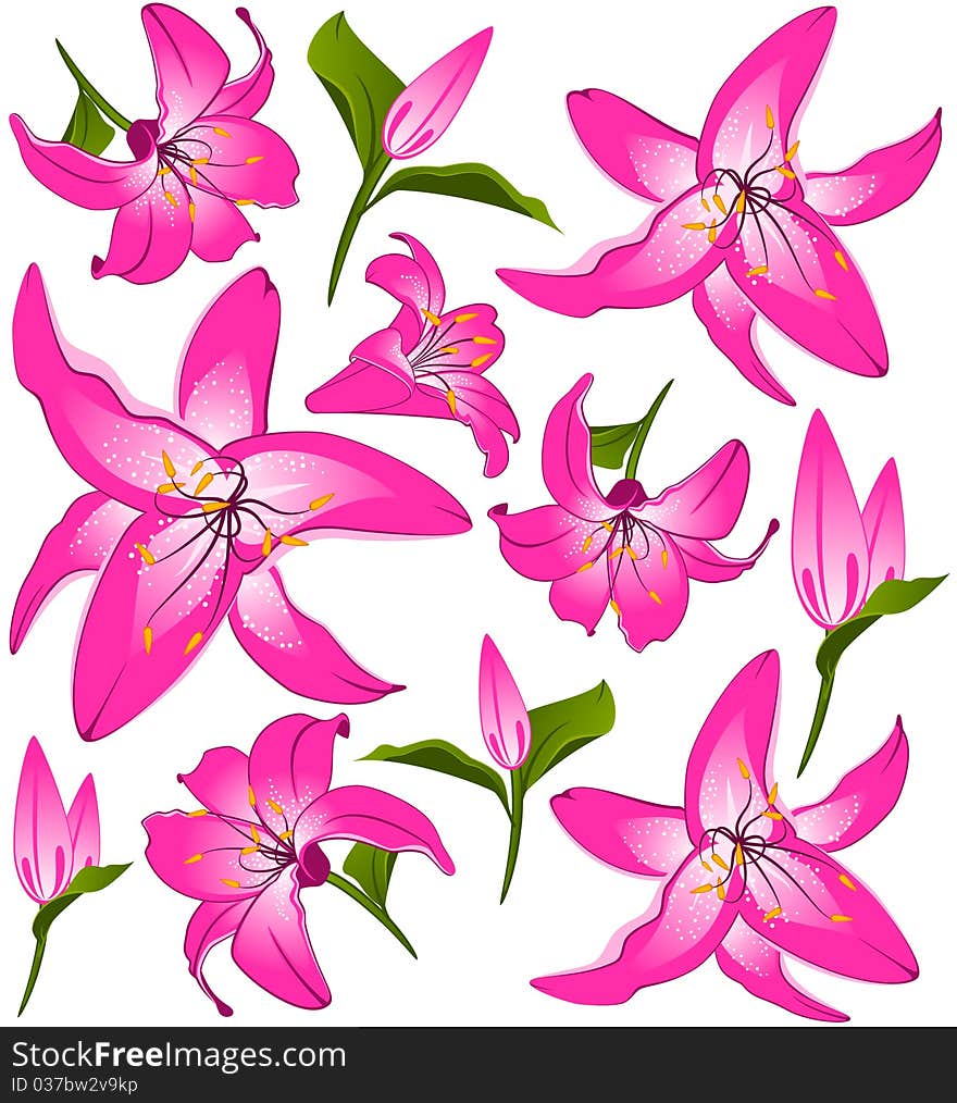 White background with beautiful pink flowers.