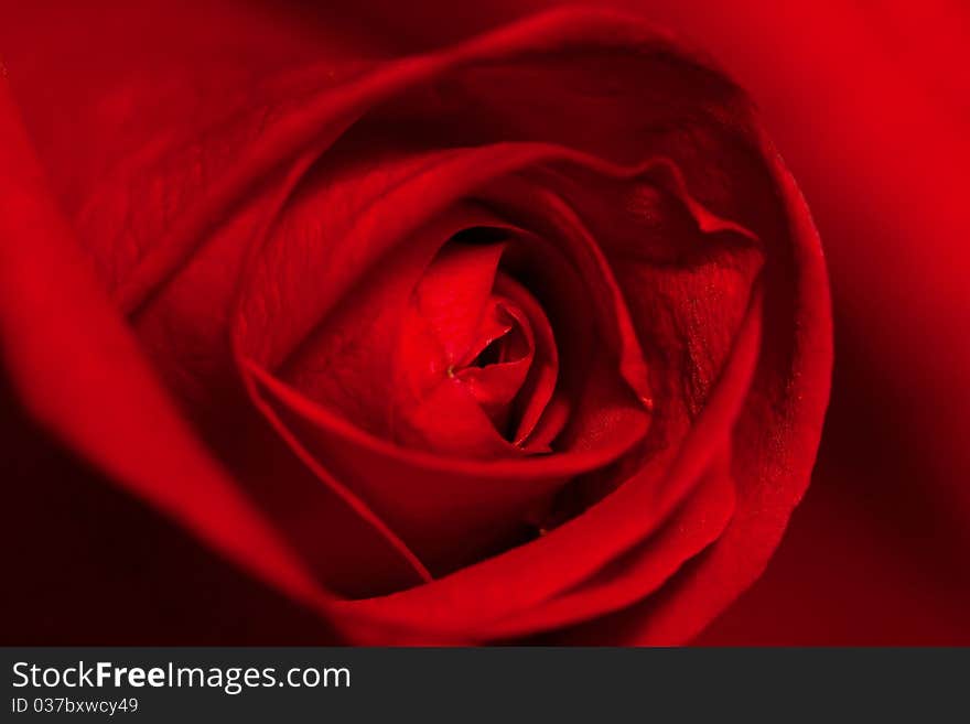 Valentine,Red Rose,Single Flower,Nature