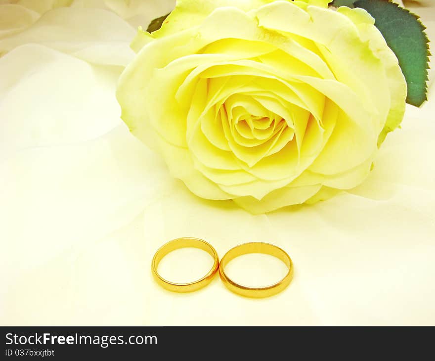 Yellow rose and wedding rings on satin beige background