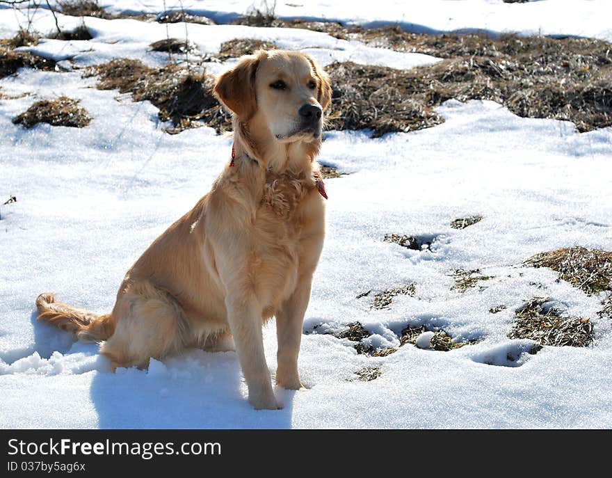 Golden retriver siting on snow