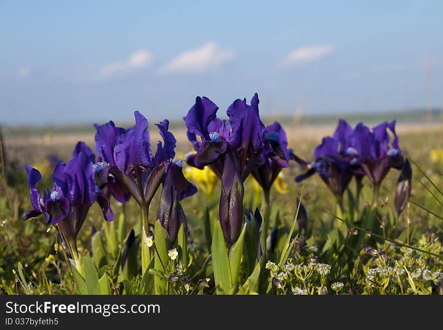 Dwarf Irises Violet