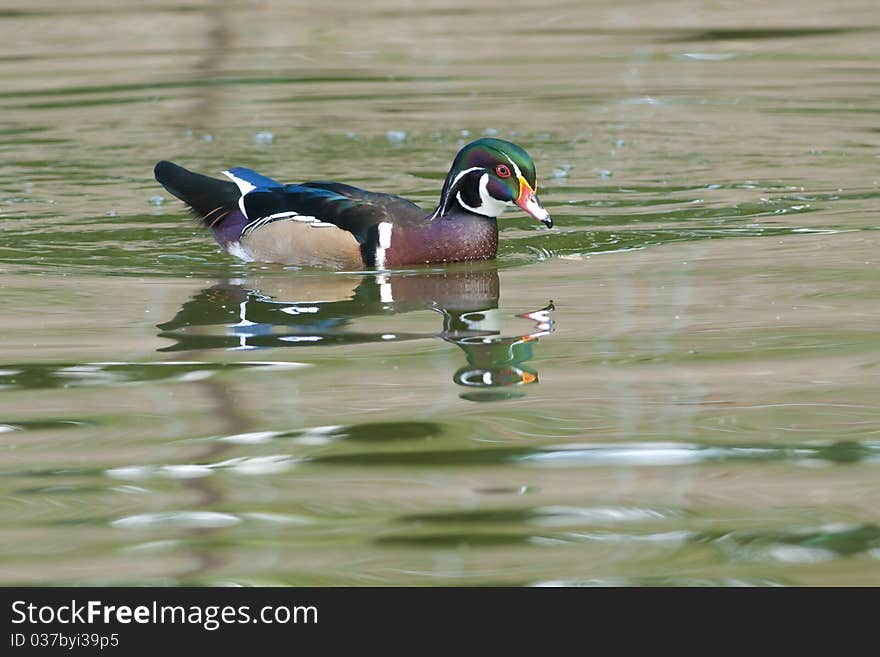 Wood Duck Drake on water