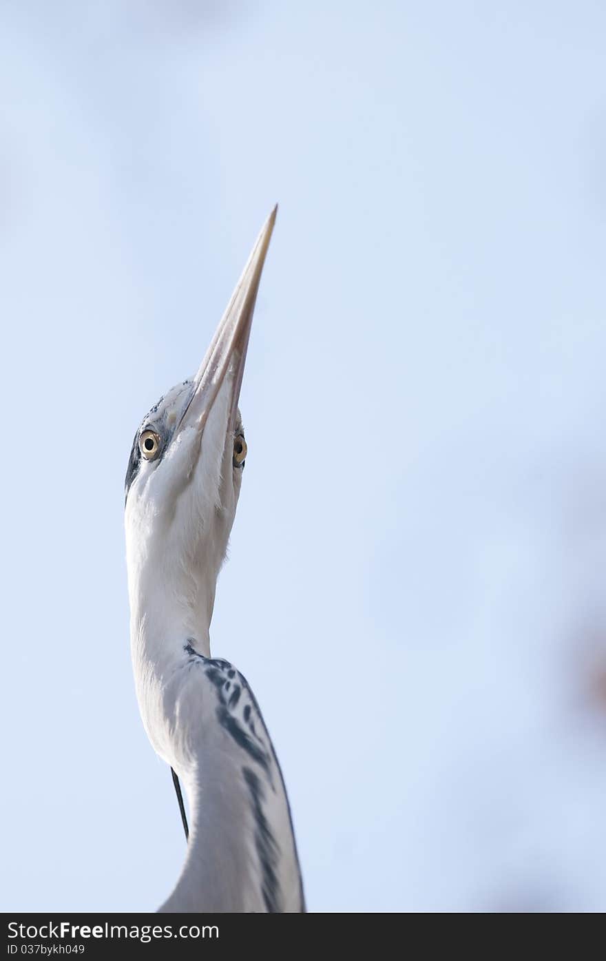 Grey Heron Portrait