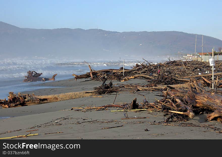 A great number of trunk transported on the beach by the waves. A great number of trunk transported on the beach by the waves