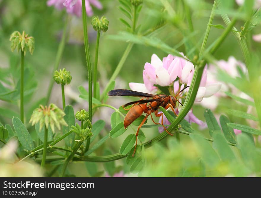 Female Paper Wasp Checks Out a Stand of Crown Vetch Wildflowers