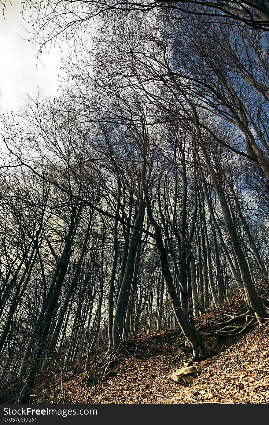 Late autumn sunny day in the forest. Late autumn sunny day in the forest