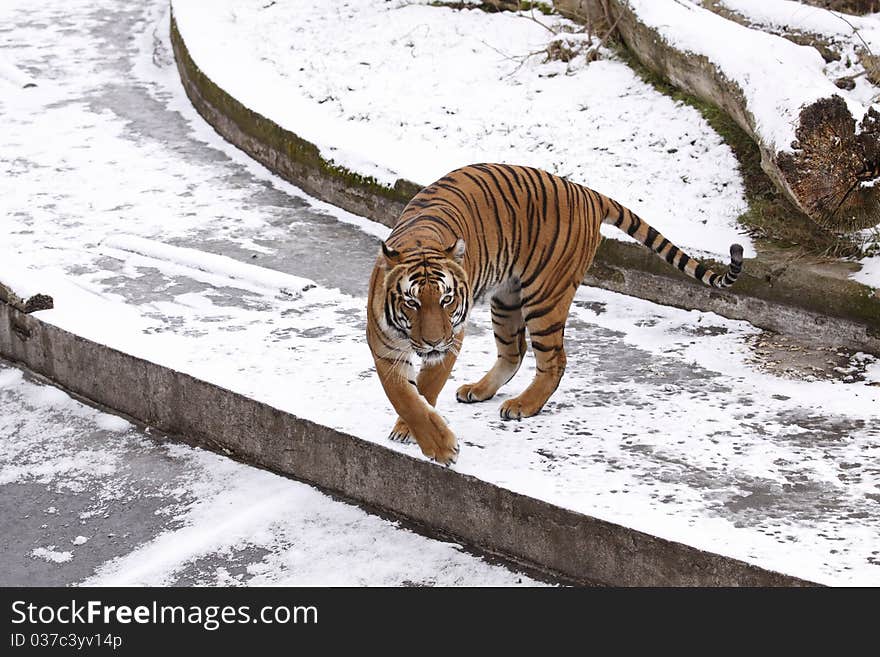 Amur Tiger