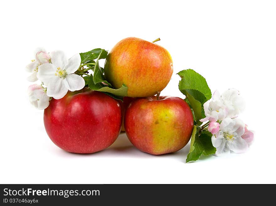 Ripe red apples and apple-tree blossoms on a white background