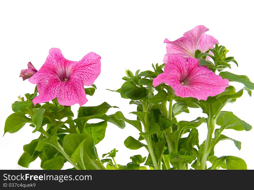 Pink petunia isolated on a white background