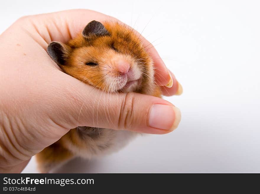 Hamster in hand