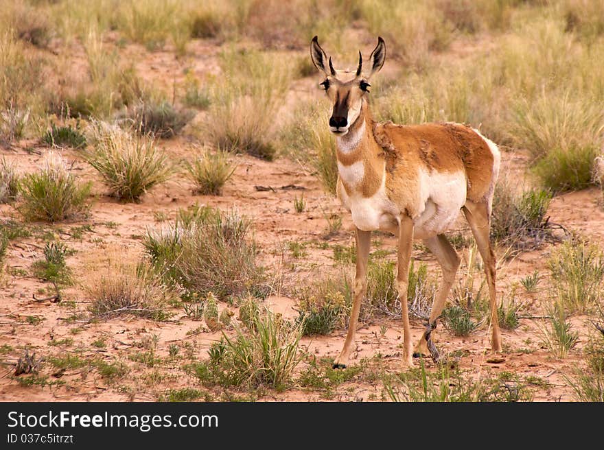 Pronghorn