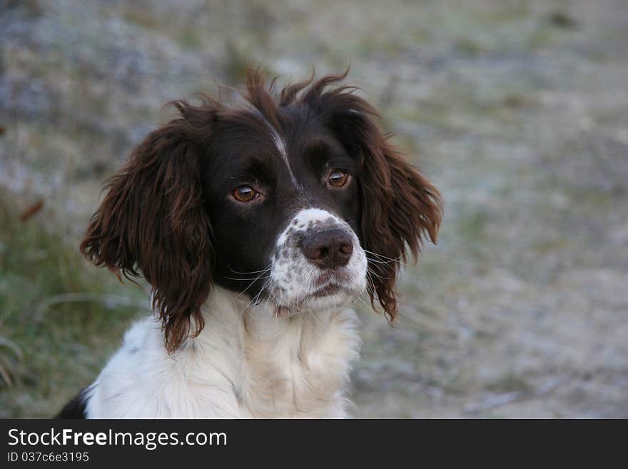 Springer Spaniel