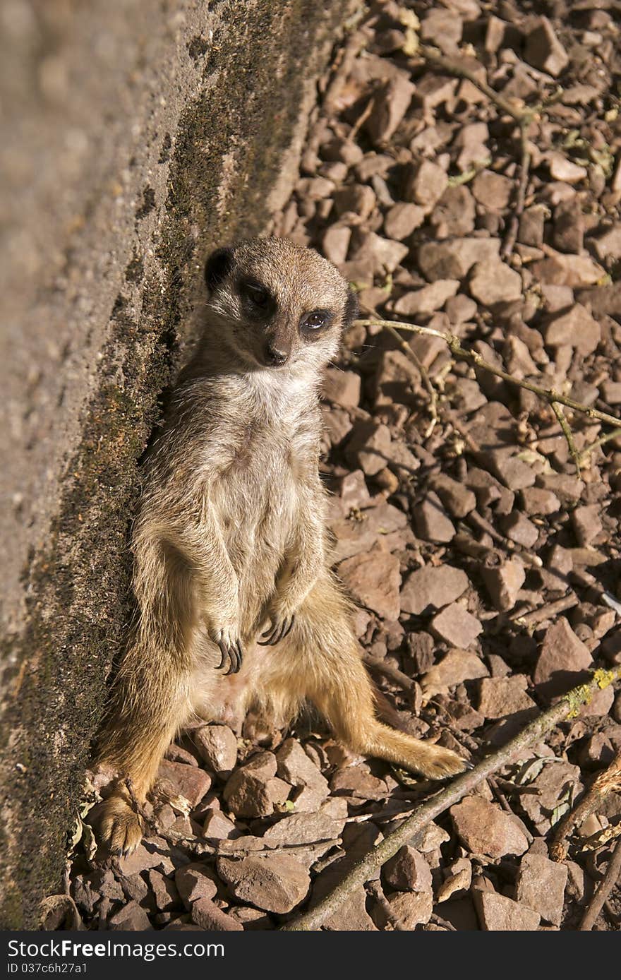 Meerkat (Suricata Suricatta) leaning against a wall