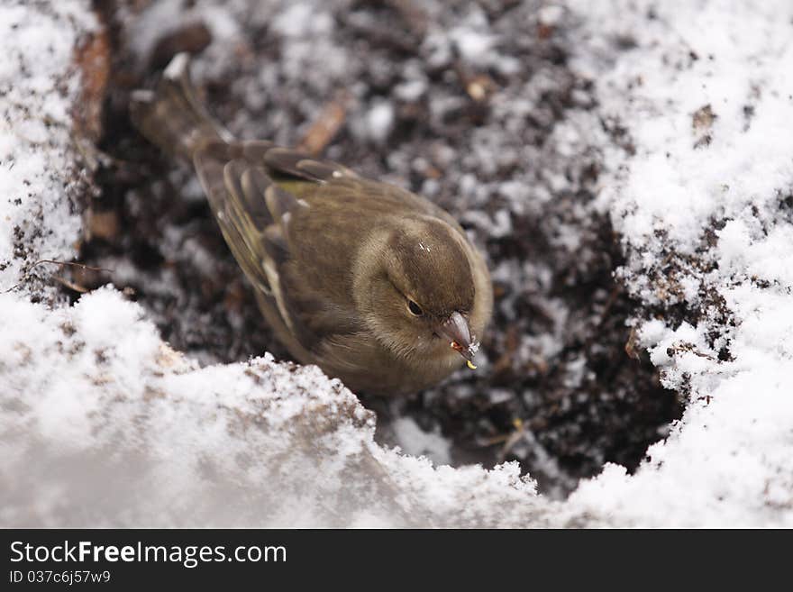 Greenfinch