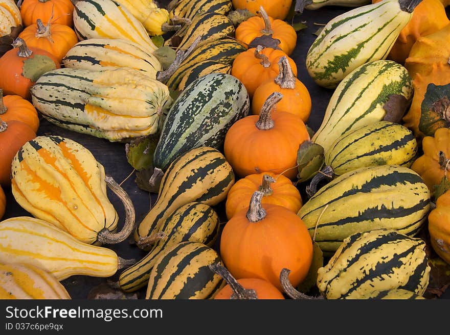 Rows of pumpkins, different shapes and colours