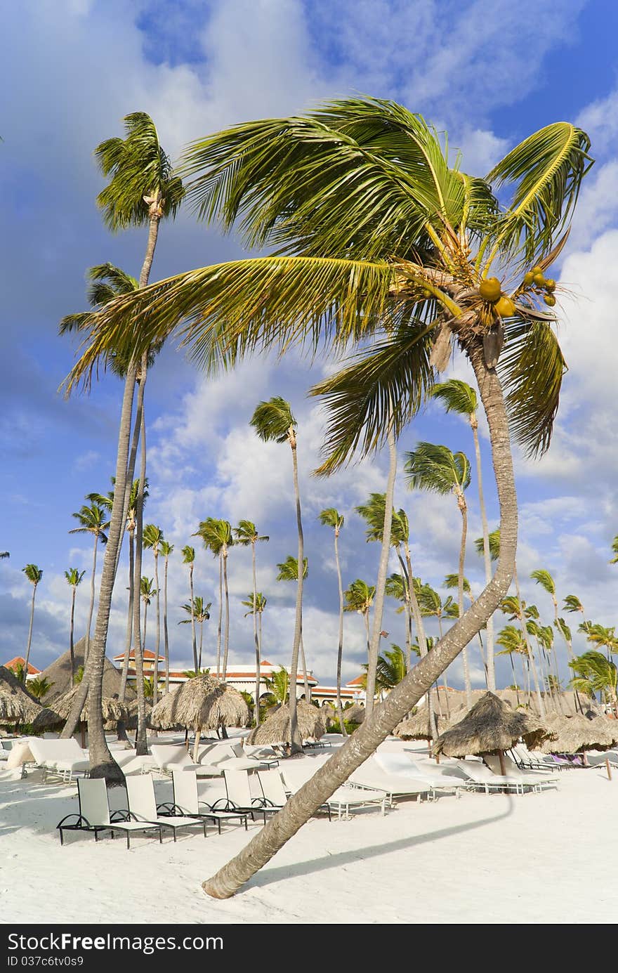 The dancing palmtree on the empty caribbean beach. The dancing palmtree on the empty caribbean beach