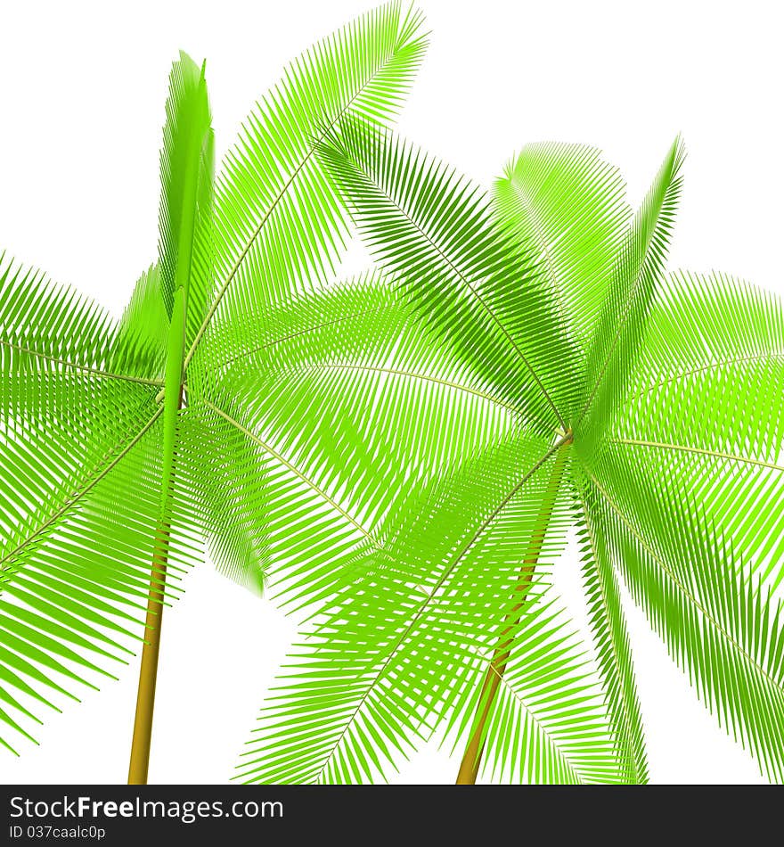 Two palm trees on a white background. 3d computer modeling