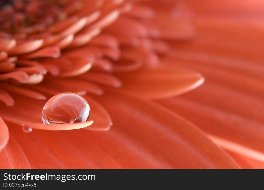 Drop on flower petal, macro image